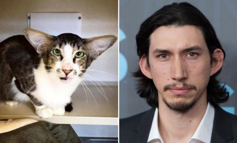 "Like two drops of water": celebrities and their four-legged counterparts