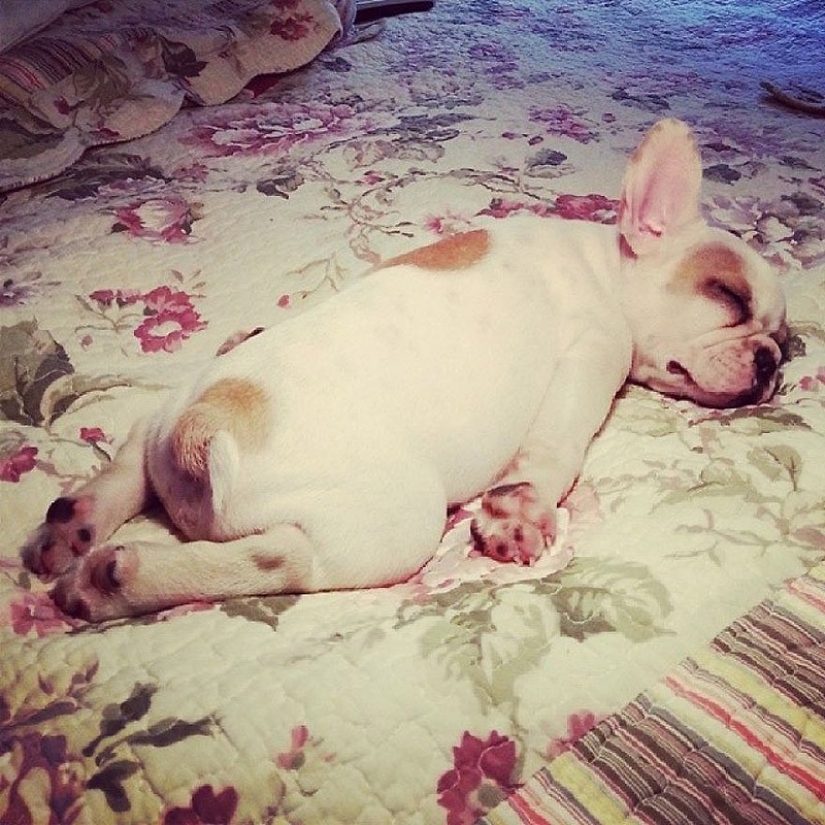 Lindos cachorros bulldog que derretirán tu corazón