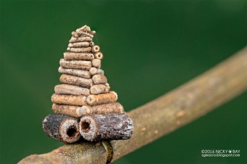 Little architects in the world of wildlife