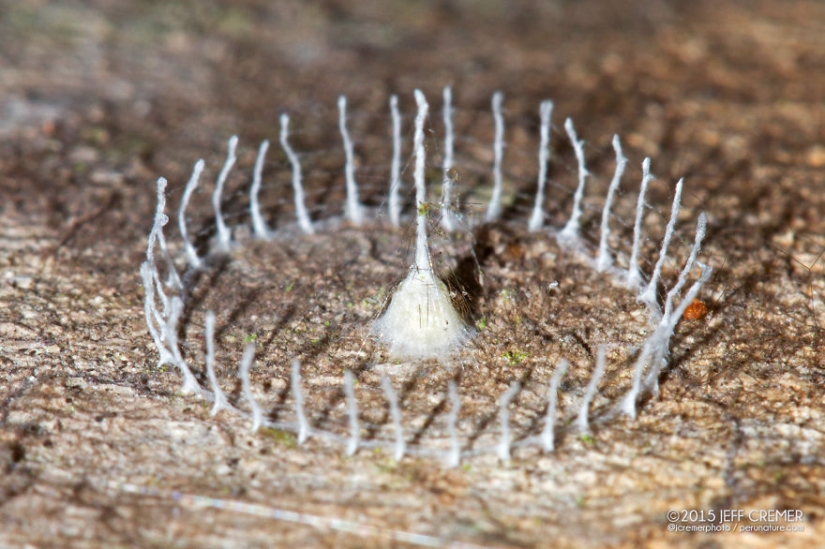 Little architects in the world of wildlife