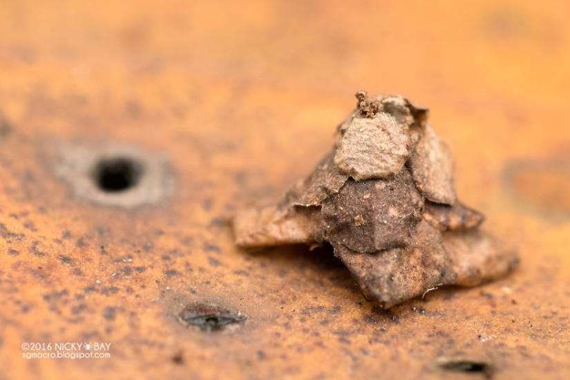 Little architects in the world of wildlife