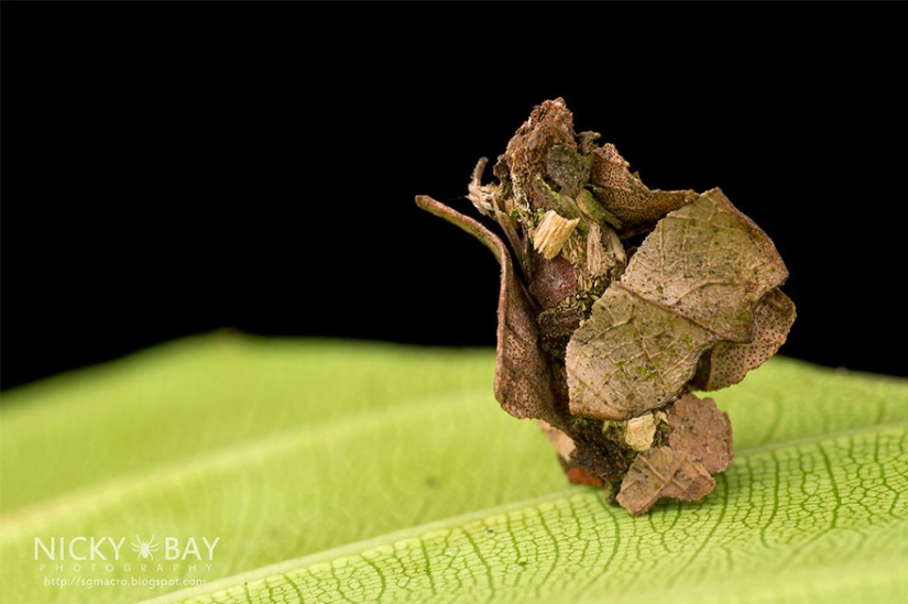 Little architects in the world of wildlife