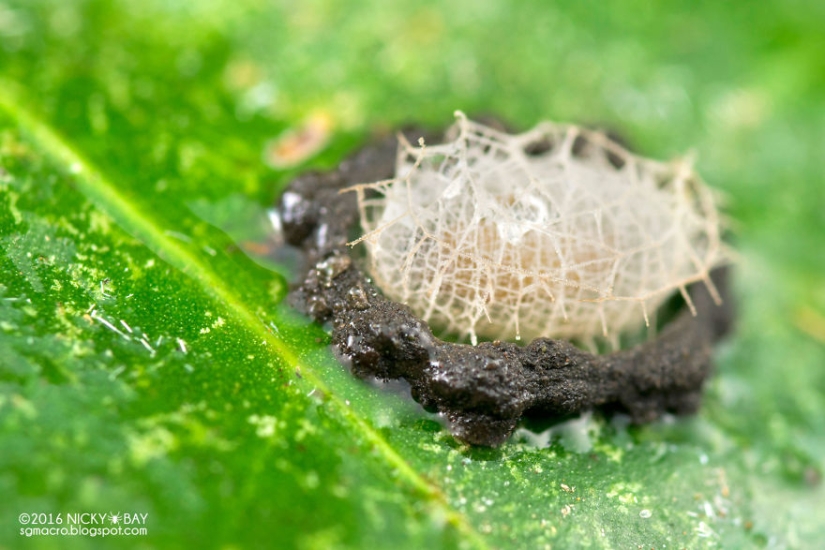 Little architects in the world of wildlife
