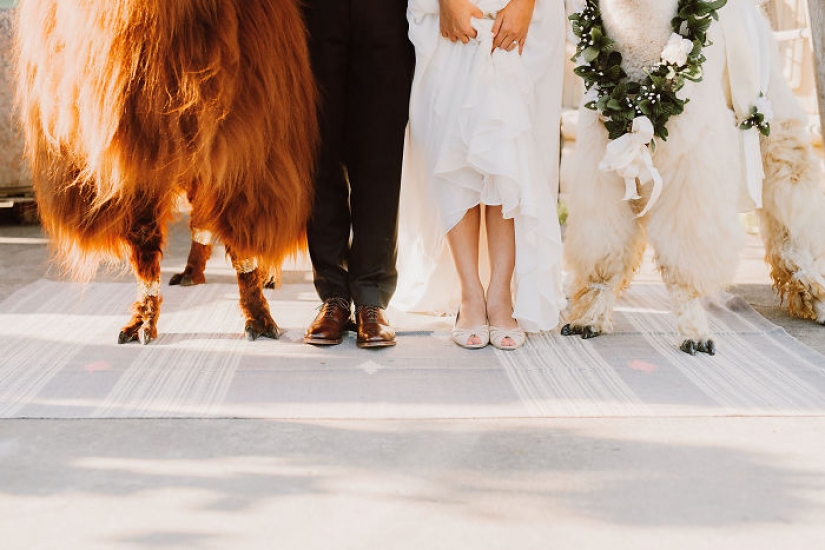 Llamas as wedding hosts