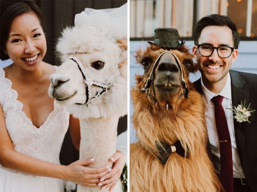 Llamas as wedding hosts