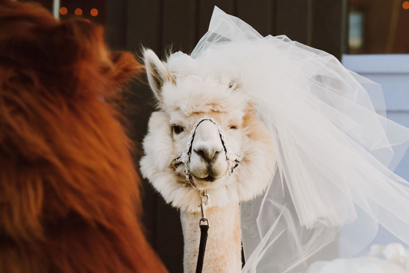 Llamas as wedding hosts
