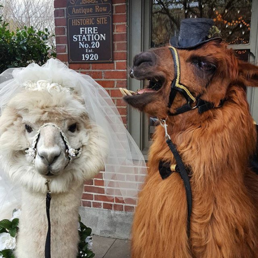 Llamas as wedding hosts