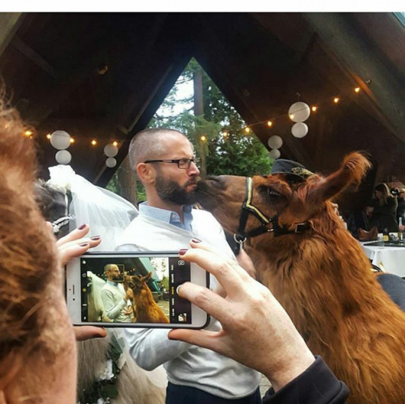 Llamas as wedding hosts