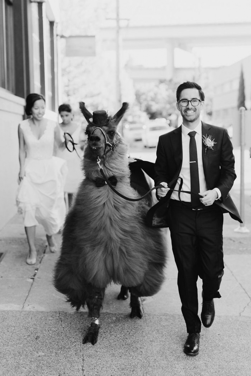 Llamas as wedding hosts