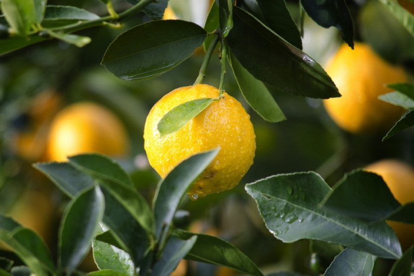 Los 10 beneficios para la salud más sorprendentes del té verde