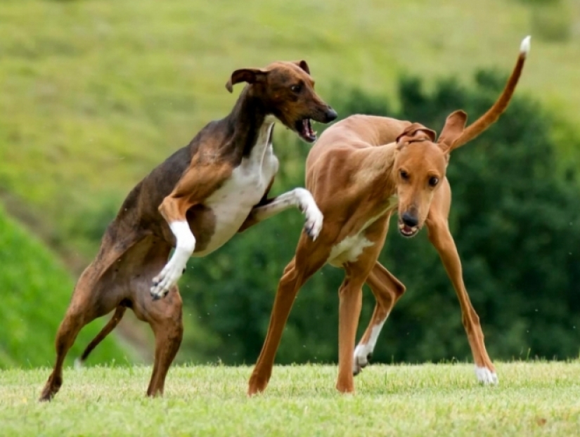 Los 10 perros más caros del mundo que son increíblemente adorables