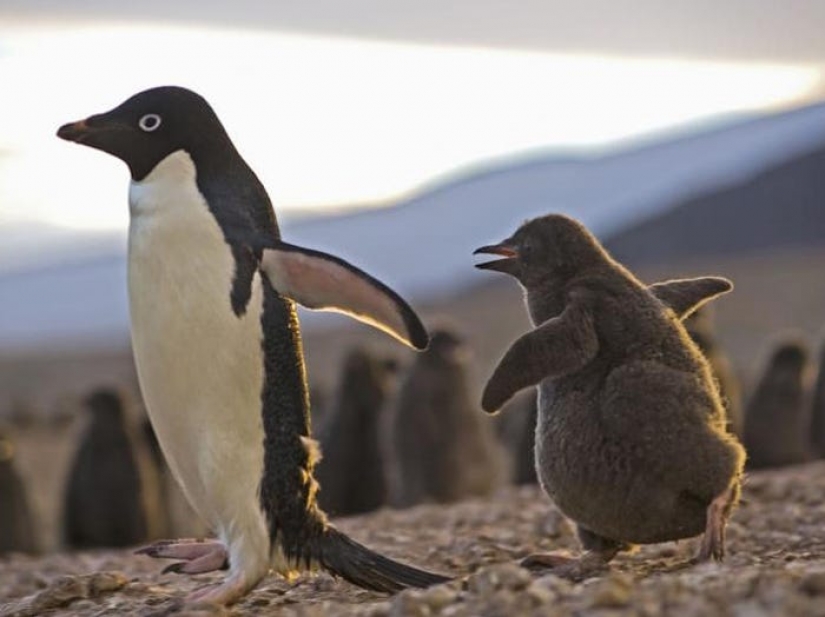 Los 13 mejores programas de televisión de la década, según los fanáticos Los 13 mejores programas de televisión de la década, según los fanáticos