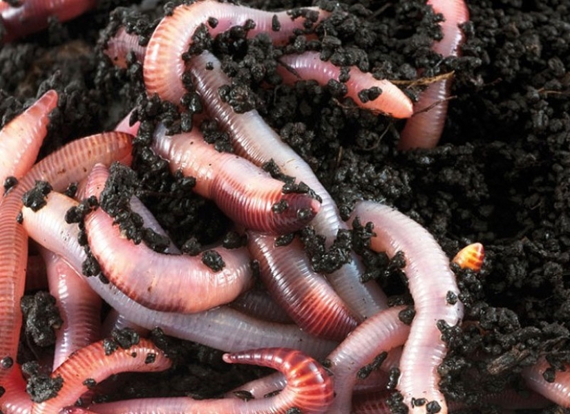 Los 25 Tratamientos Más Increíbles de la Historia