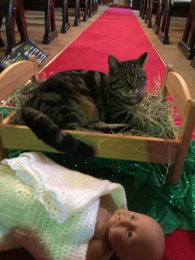 Los animales que odian la Navidad y año Nuevo
