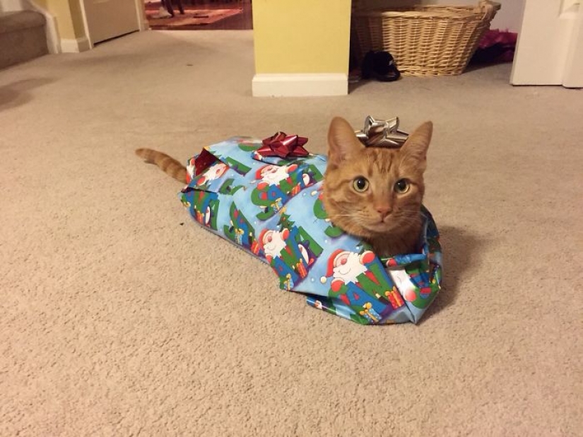 Los animales que odian la Navidad y año Nuevo