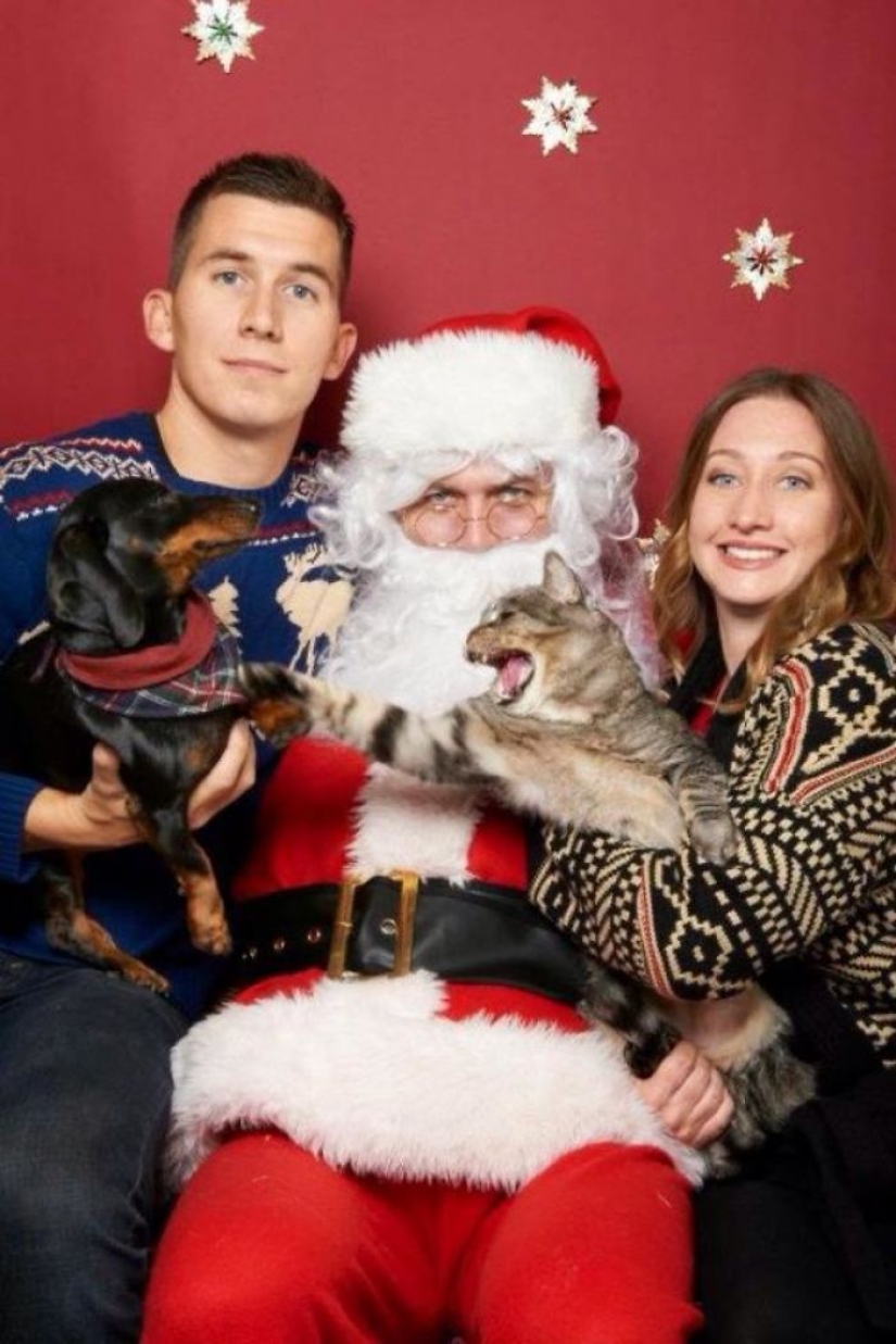 Los animales que odian la Navidad y año Nuevo