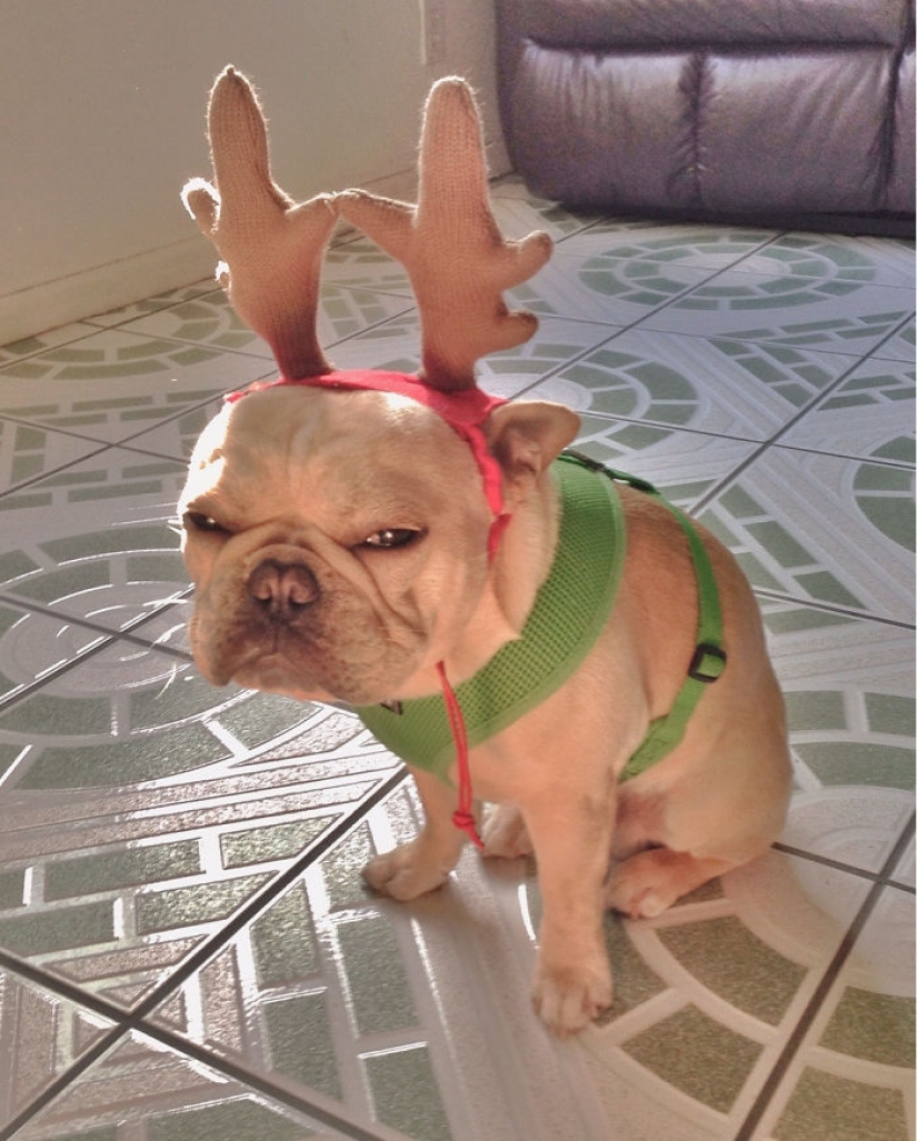 Los animales que odian la Navidad y año Nuevo