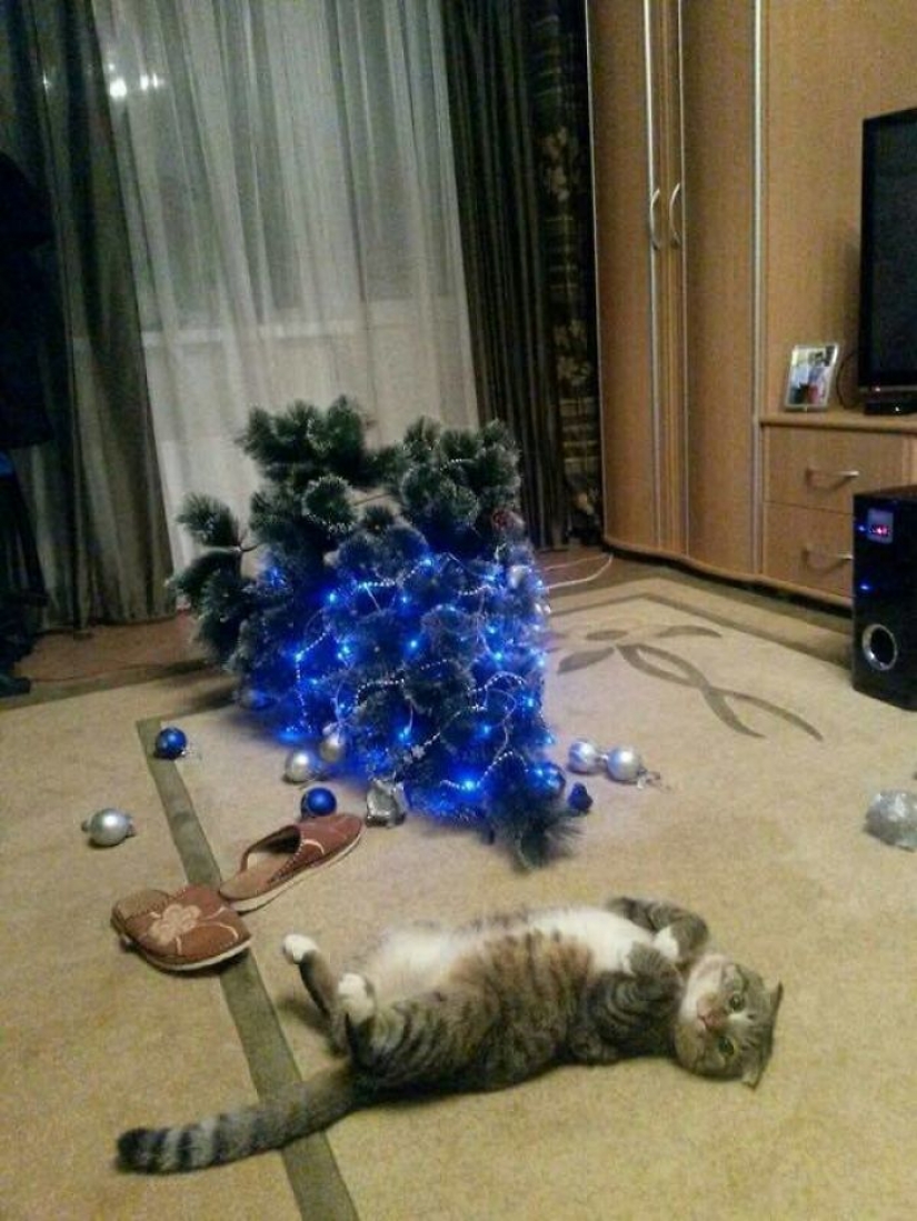Los animales que odian la Navidad y año Nuevo