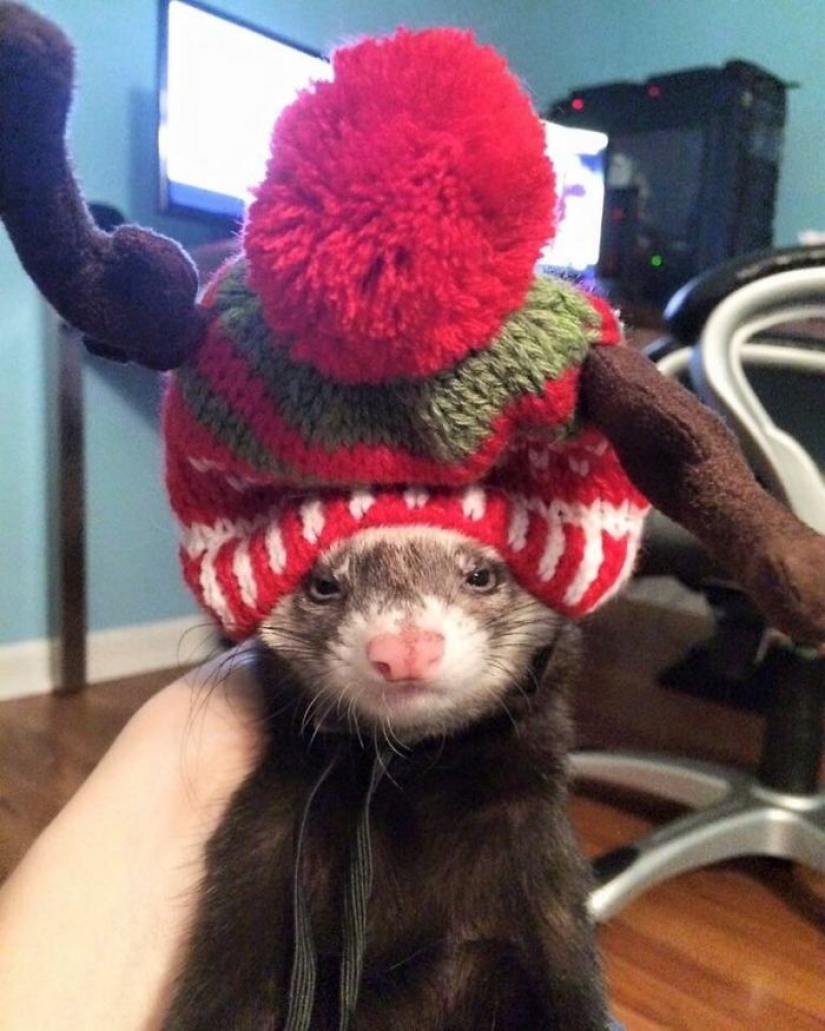 Los animales que odian la Navidad y año Nuevo