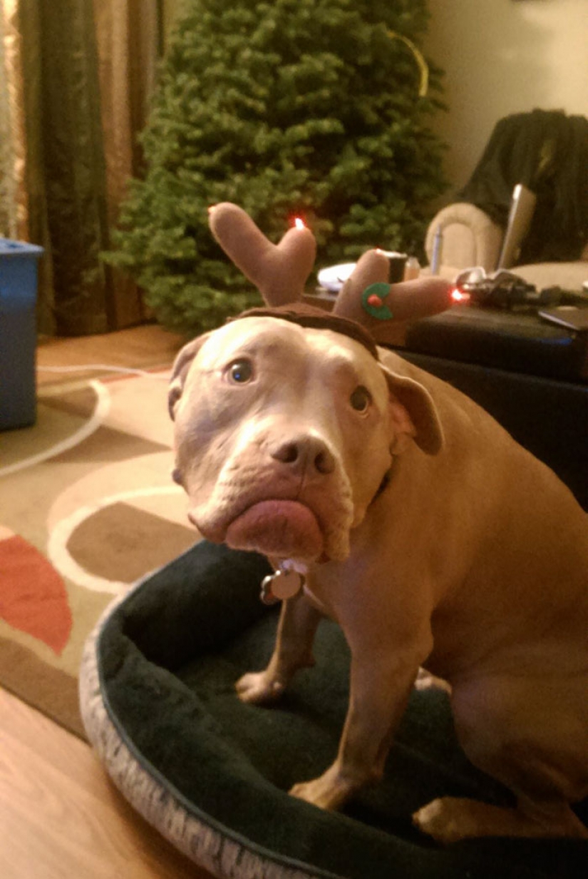 Los animales que odian la Navidad y año Nuevo