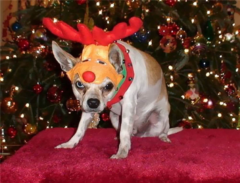 Los animales que odian la Navidad y año Nuevo