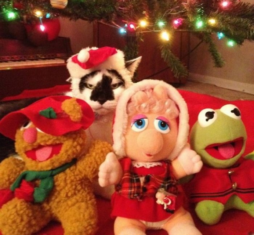 Los animales que odian la Navidad y año Nuevo