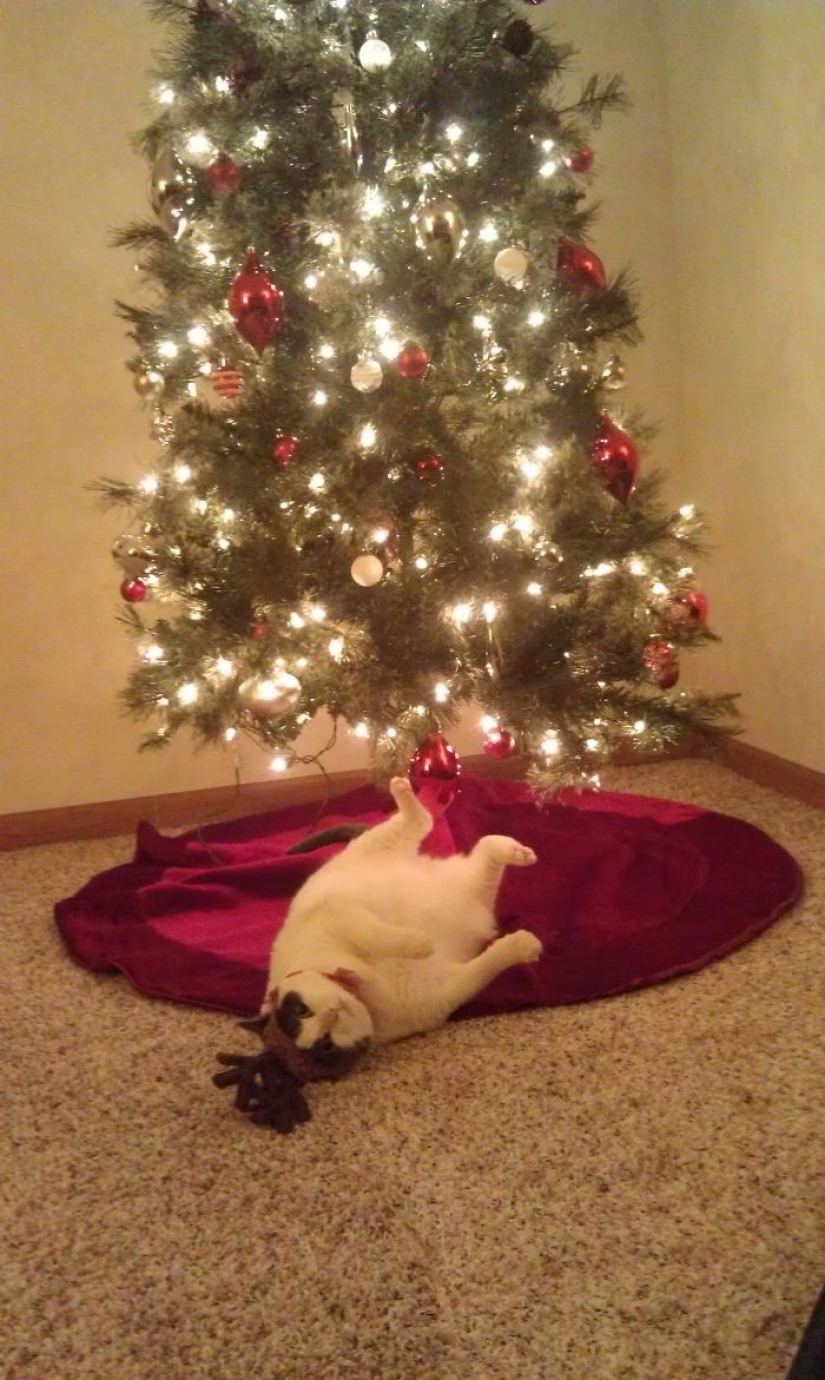 Los animales que odian la Navidad y año Nuevo