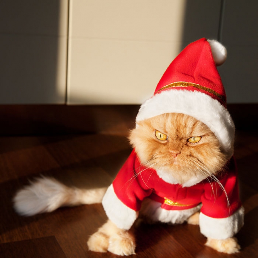 Los animales que odian la Navidad y año Nuevo