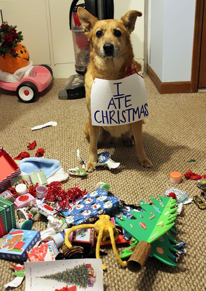 Los animales que odian la Navidad y año Nuevo