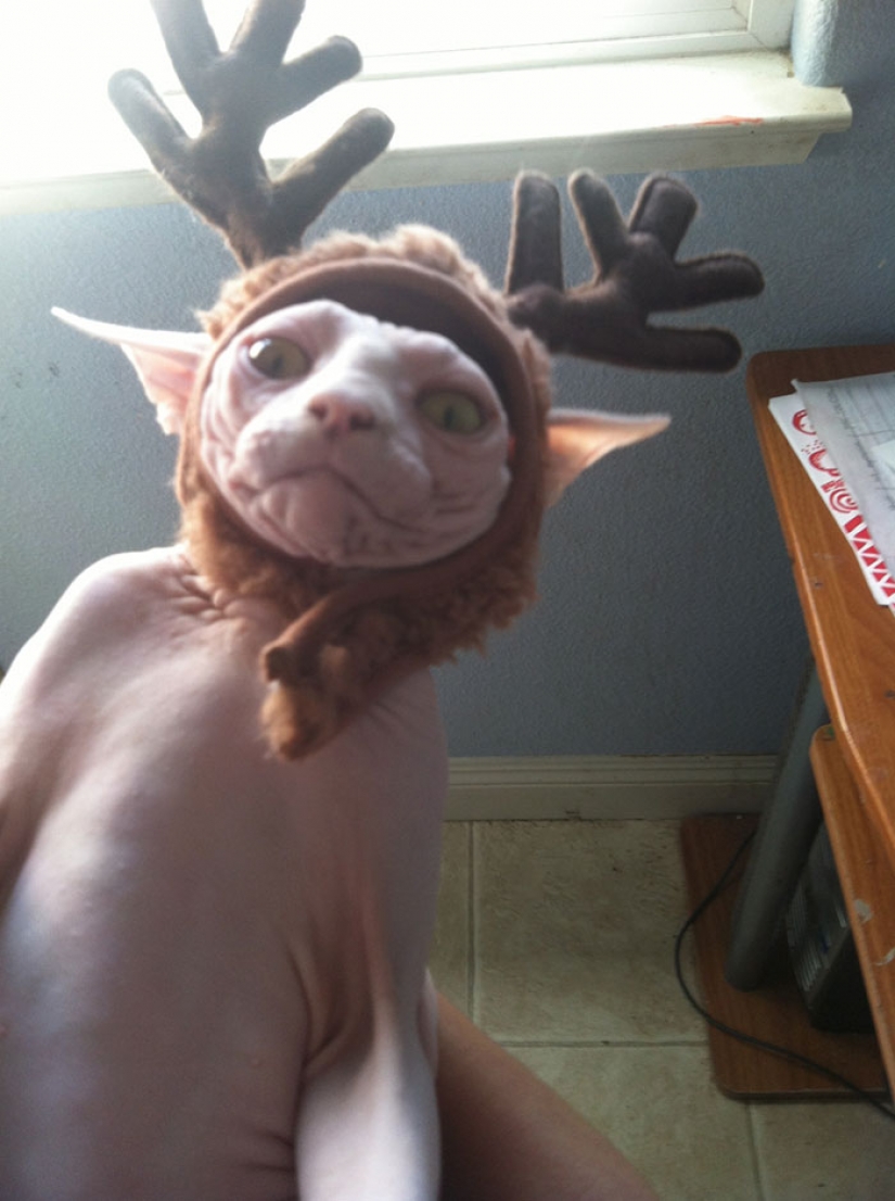 Los animales que odian la Navidad y año Nuevo