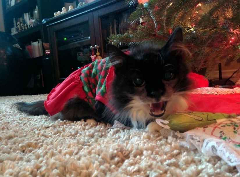 Los animales que odian la Navidad y año Nuevo