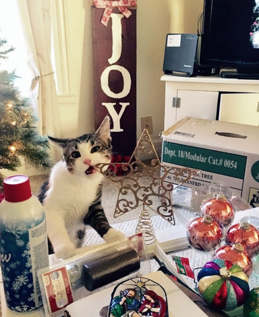 Los animales que odian la Navidad y año Nuevo