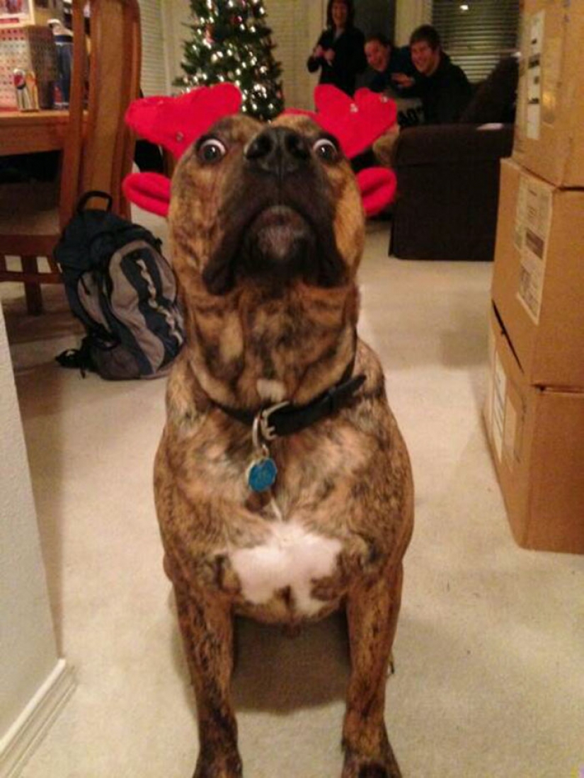 Los animales que odian la Navidad y año Nuevo