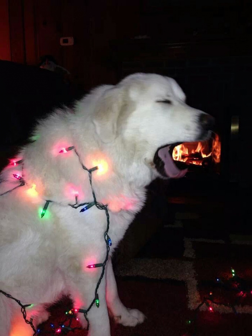 Los animales que odian la Navidad y año Nuevo