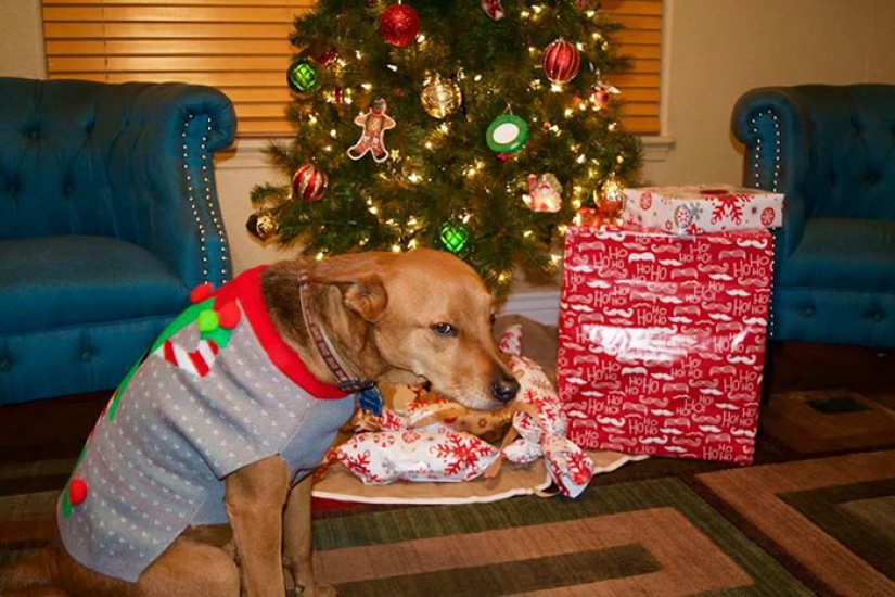 Los animales que odian la Navidad y año Nuevo