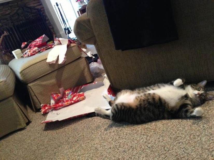 Los animales que odian la Navidad y año Nuevo