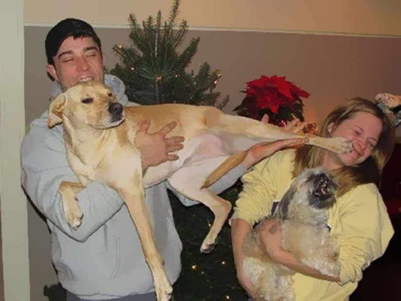 Los animales que odian la Navidad y año Nuevo