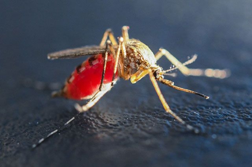 Los científicos dijeron qué tipo de sangre es "el más delicioso" para los mosquitos
