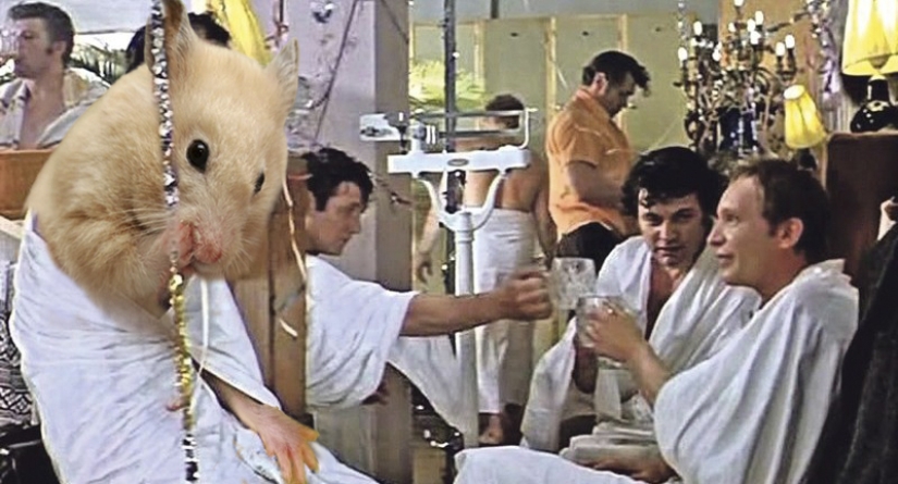 Los hámsters resultaron ser amantes de la bebida fuerte y al mismo tiempo nunca se emborrachan