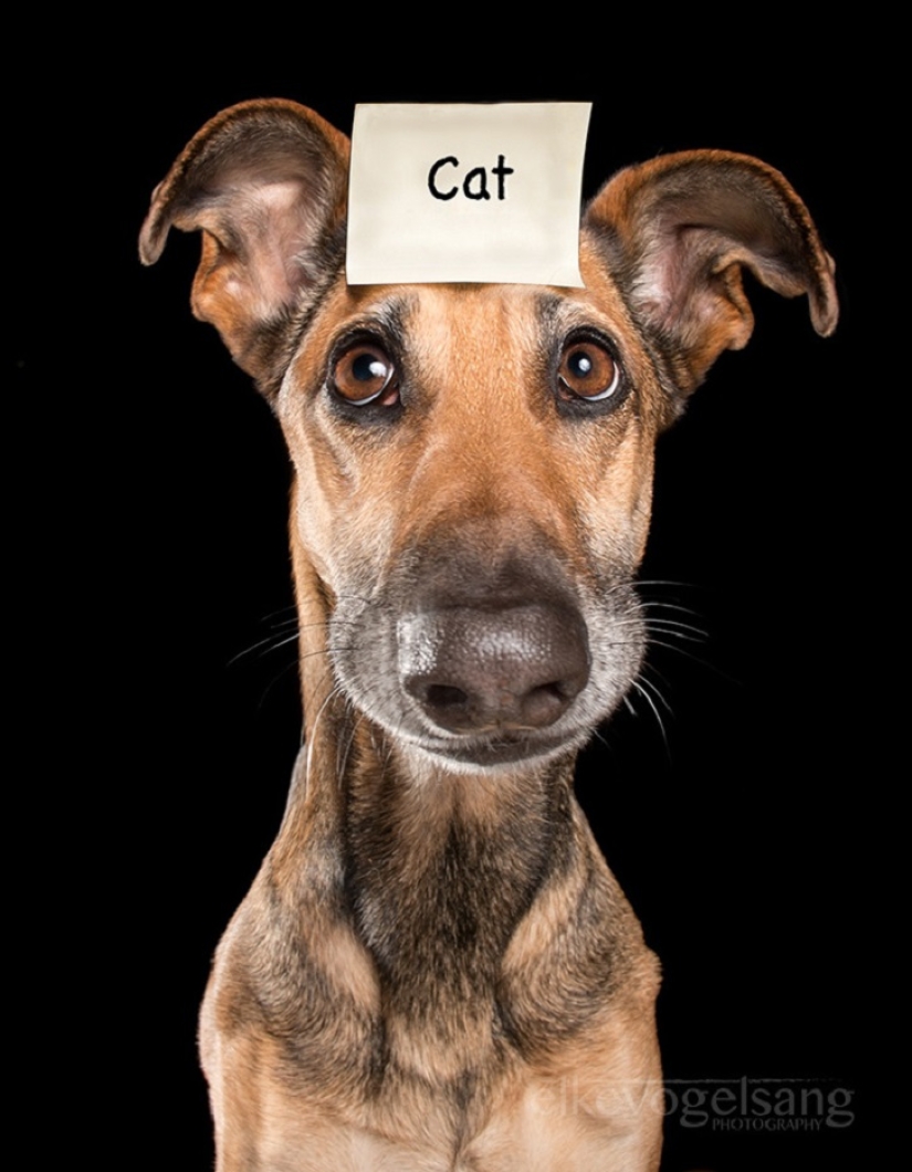 Los perros más expresivos del mundo por Elke Vogelslang