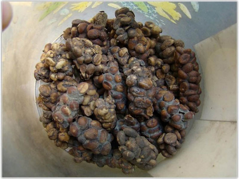 Los platos más caros del mundo