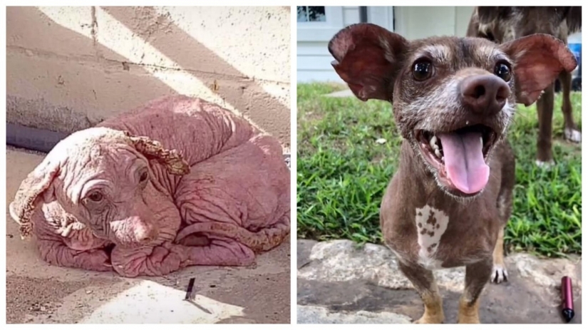 Maravillosa historia del rescate de un perro sin hogar llamado Dobby Maravillosa historia del rescate de un perro sin hogar llamado Dobby