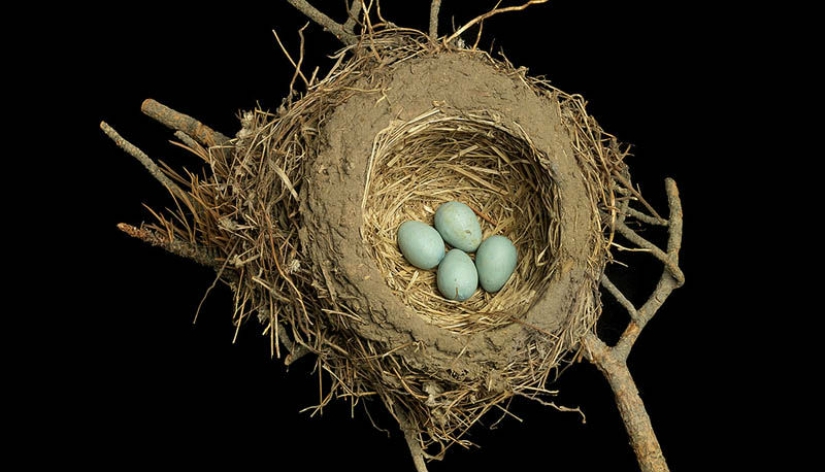 Masterpieces of natural architecture - bird nests