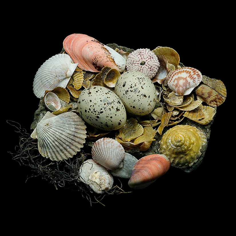 Masterpieces of natural architecture - bird nests