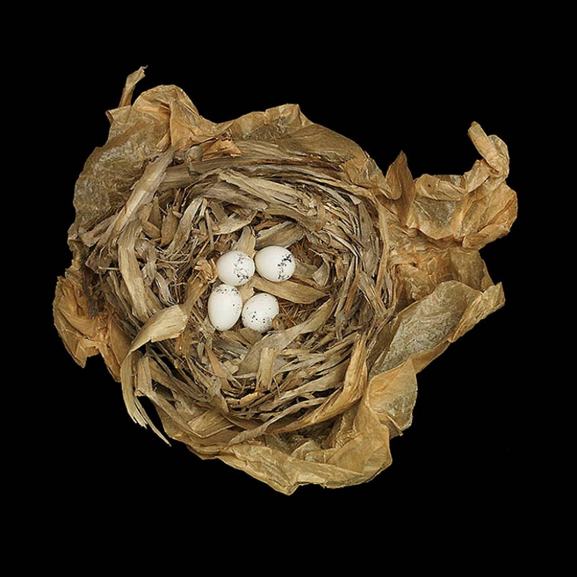 Masterpieces of natural architecture - bird nests