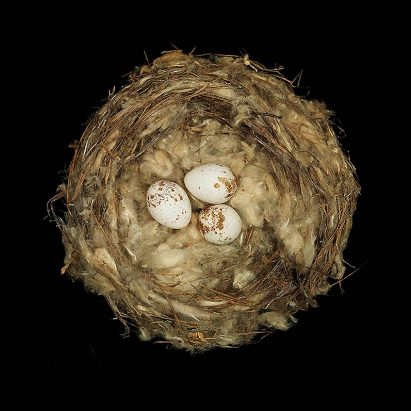 Masterpieces of natural architecture - bird nests