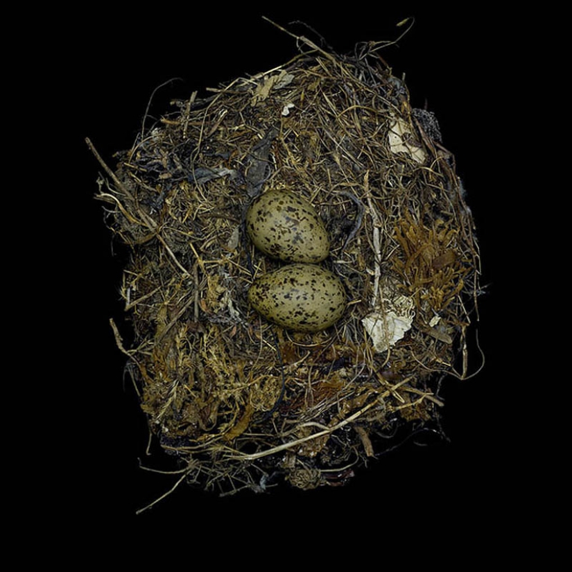 Masterpieces of natural architecture - bird nests