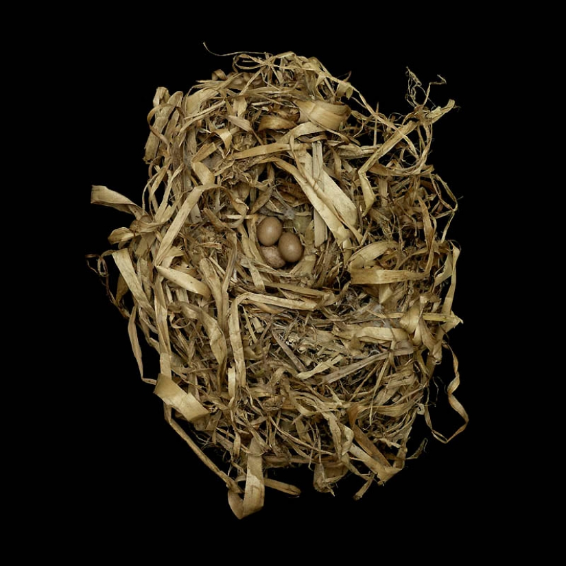 Masterpieces of natural architecture - bird nests