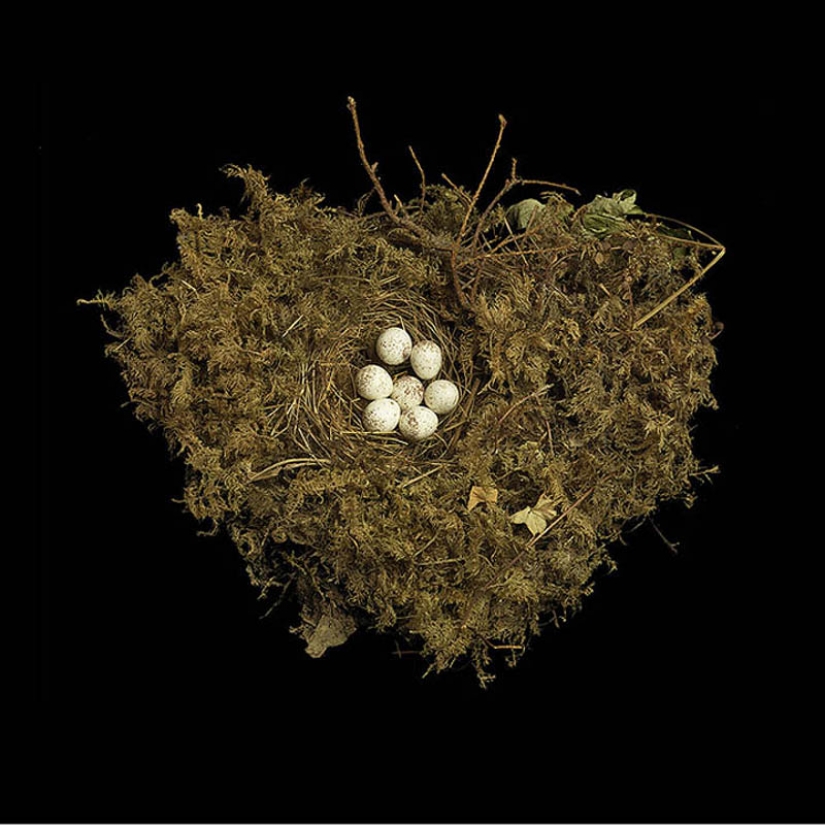 Masterpieces of natural architecture - bird nests