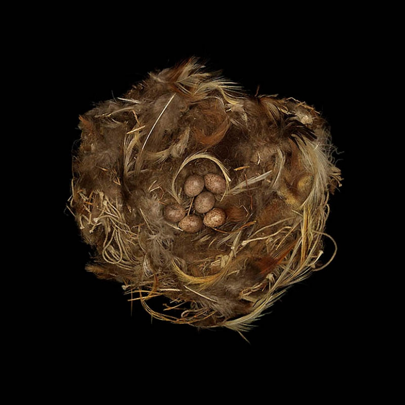 Masterpieces of natural architecture - bird nests